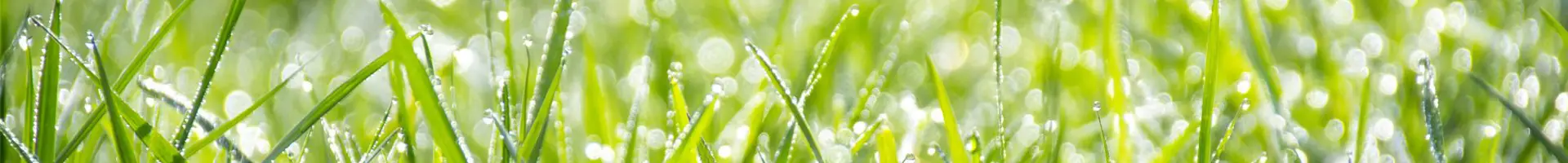 Ang mga droplets ng tubig ay nakabit sa maraming mga halaman.