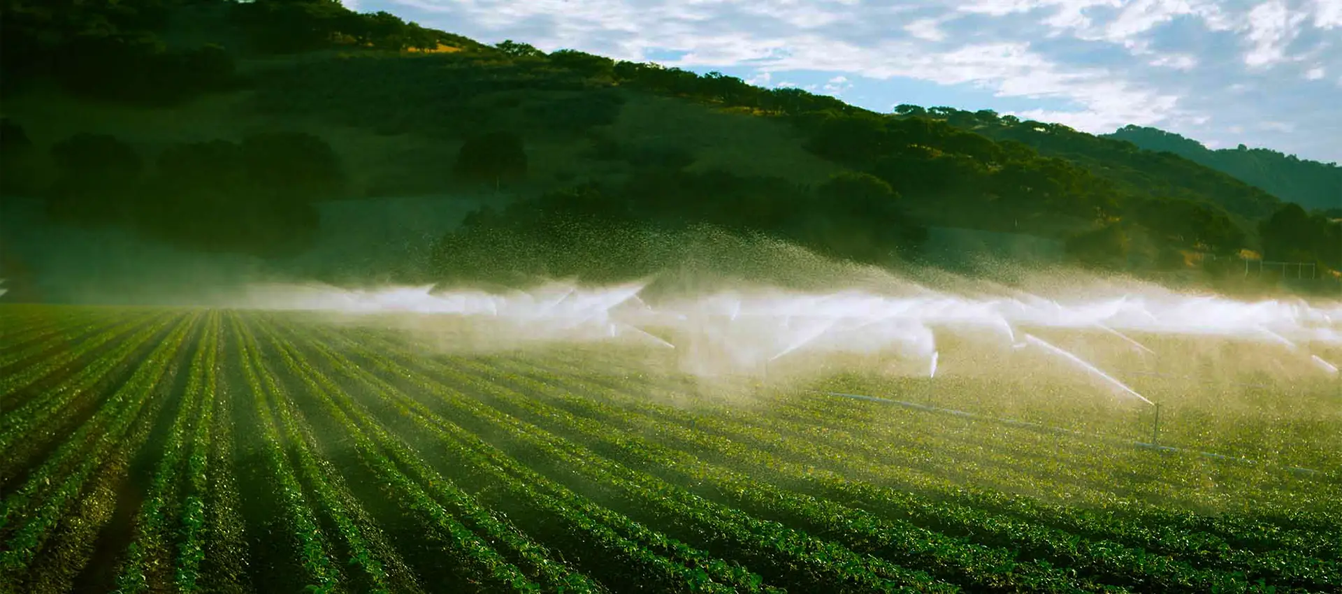 Many sprinklers are irrigating the farmland.