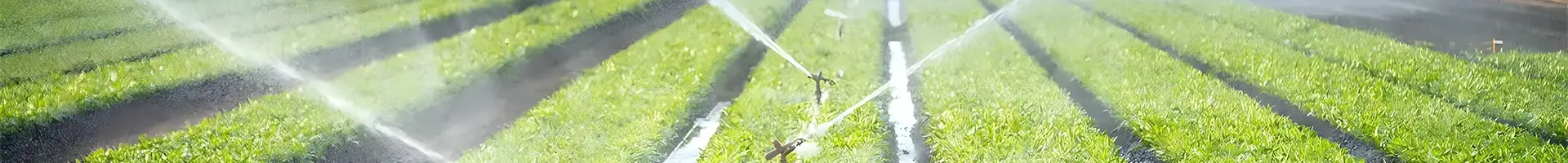 Many sprinklers are spraying water in the field.