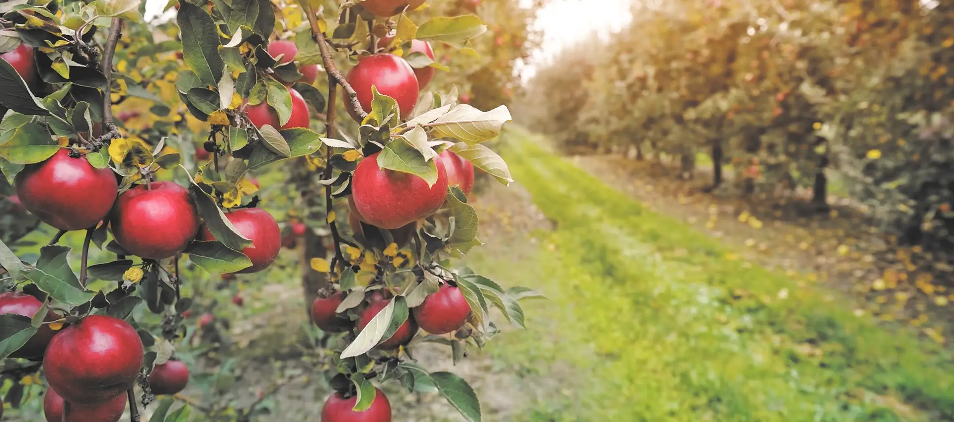 Many apple trees are planted in the orchard.