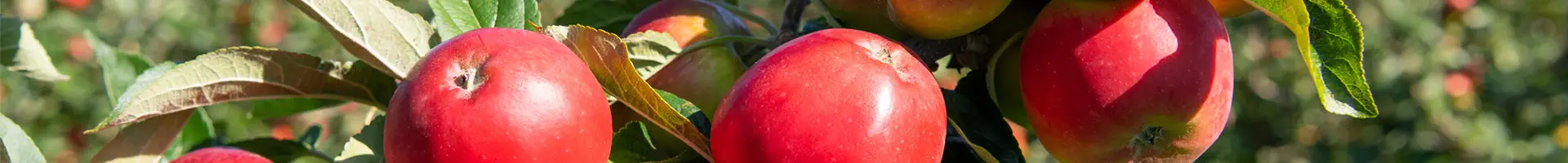 Maraming mansanas ay nakabitin sa mga sangay ng puno ng mansanas.