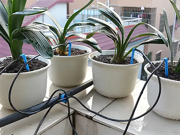 Four-arrow combination is irrigating four potted plants.
