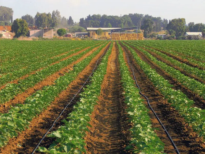 Many drip irrigation tubes are watering cotton seedlings.