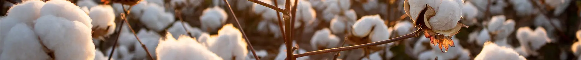 Nhiều cây bông được trồng trên đồng.