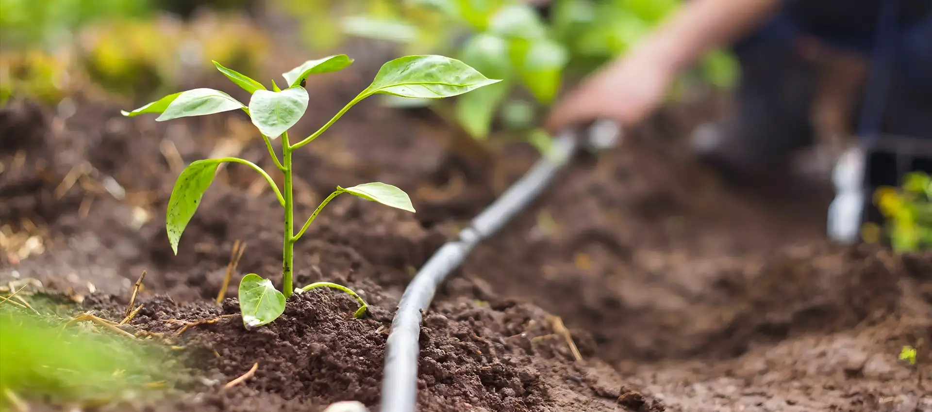 A person is installing drip irrigation tubes for seedlings.