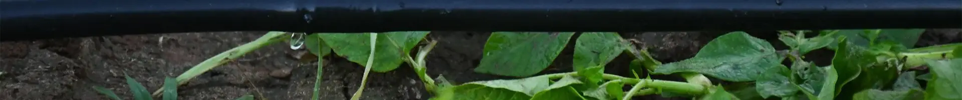 Isang tubo ng drip na inilagay sa lupa para sa dripping tubig...