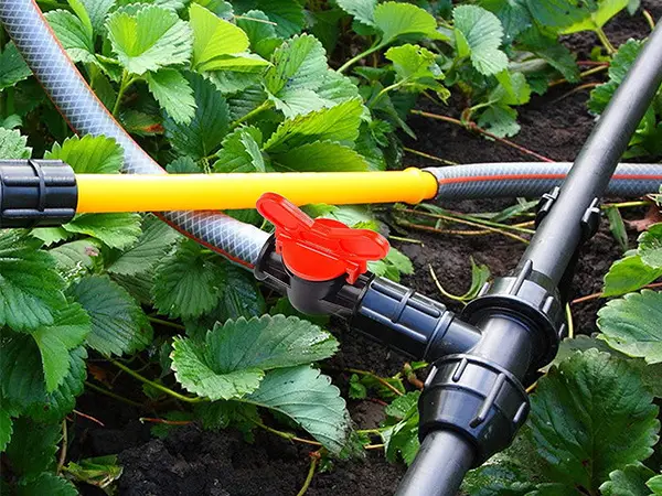 The irrigation valve connects two sections of drip pipe.