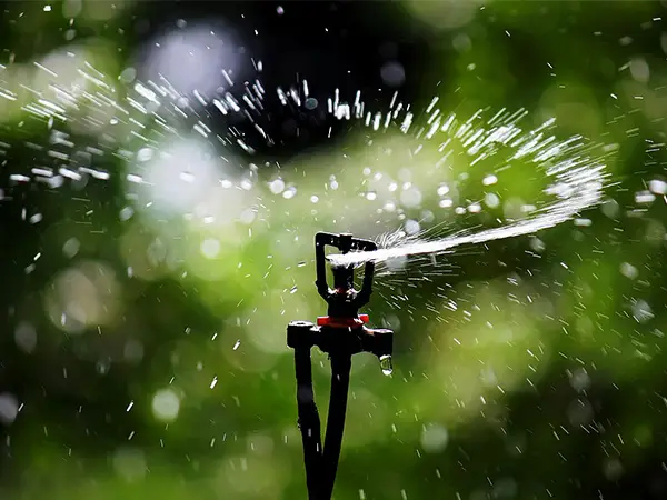 A ground plug-in square rotating micro sprinkler is spraying water.