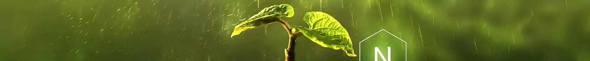 Una plántula está creciendo en el suelo, rodeada de muchas letras en inglés.