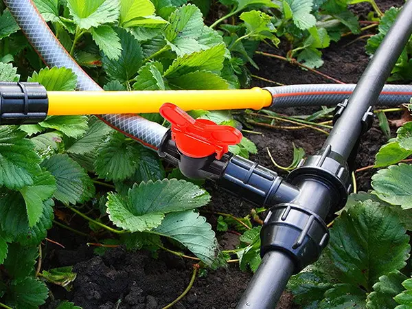 Irrigation pipes and accessories are installed in the field.