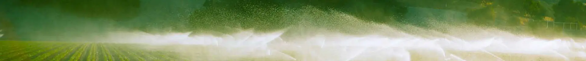 Maraming mga sprinklers ay irrigating sa bukid.