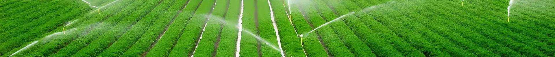 Muitos sprinklers estão irrigando as terras agrícolas.