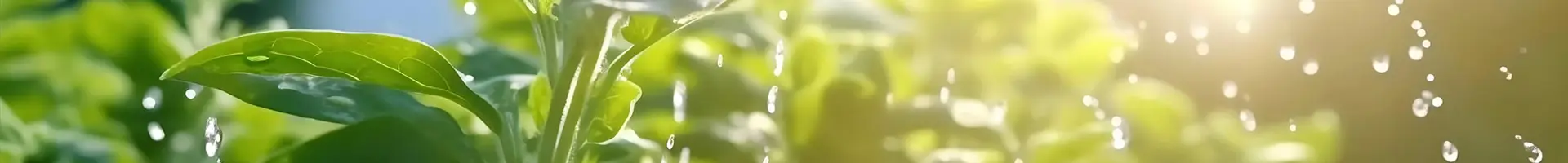 Nhiều giọt nước đang tưới cây trồng trong đất.