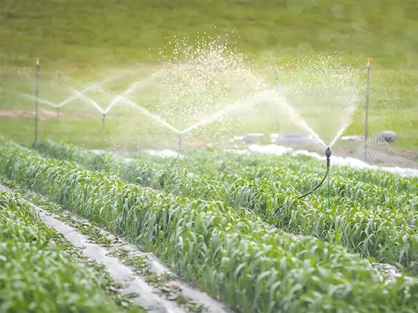 Many meganet sprinklers are spraying water in the field.