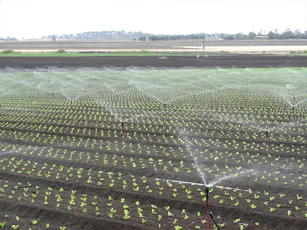 Many meganet sprinklers are spraying water on vegetables