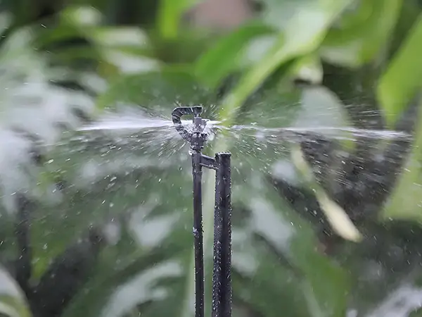 A ground plug-in micro sprinkler is watering.