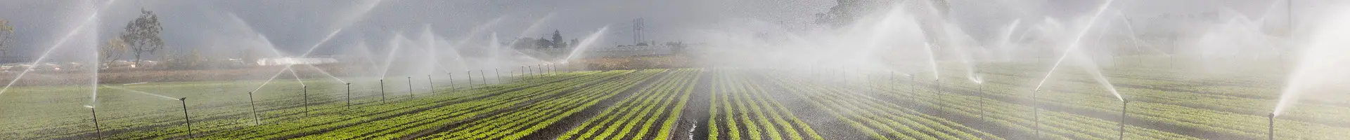 Maraming micro sprinklers ay naglalagay sa patlang.
