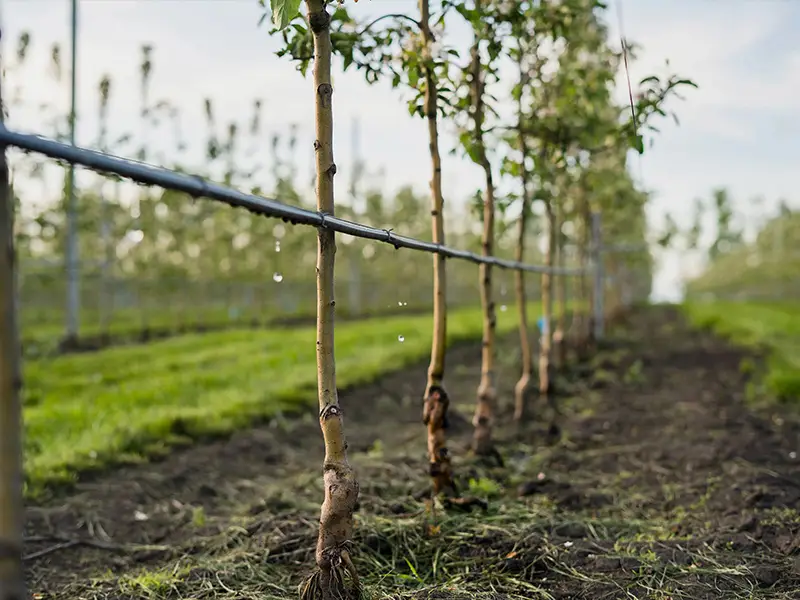 Drip irrigation pipe is dripping water onto seedlings.