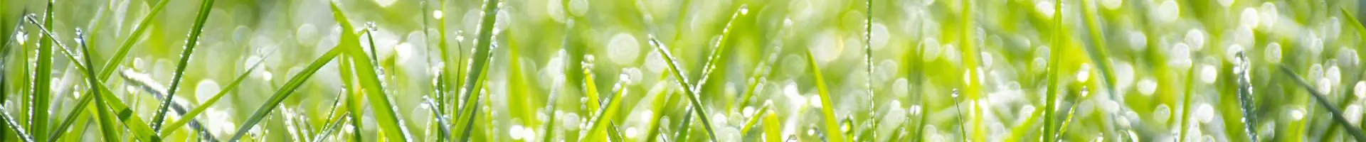 Many droplets fall onto plants.