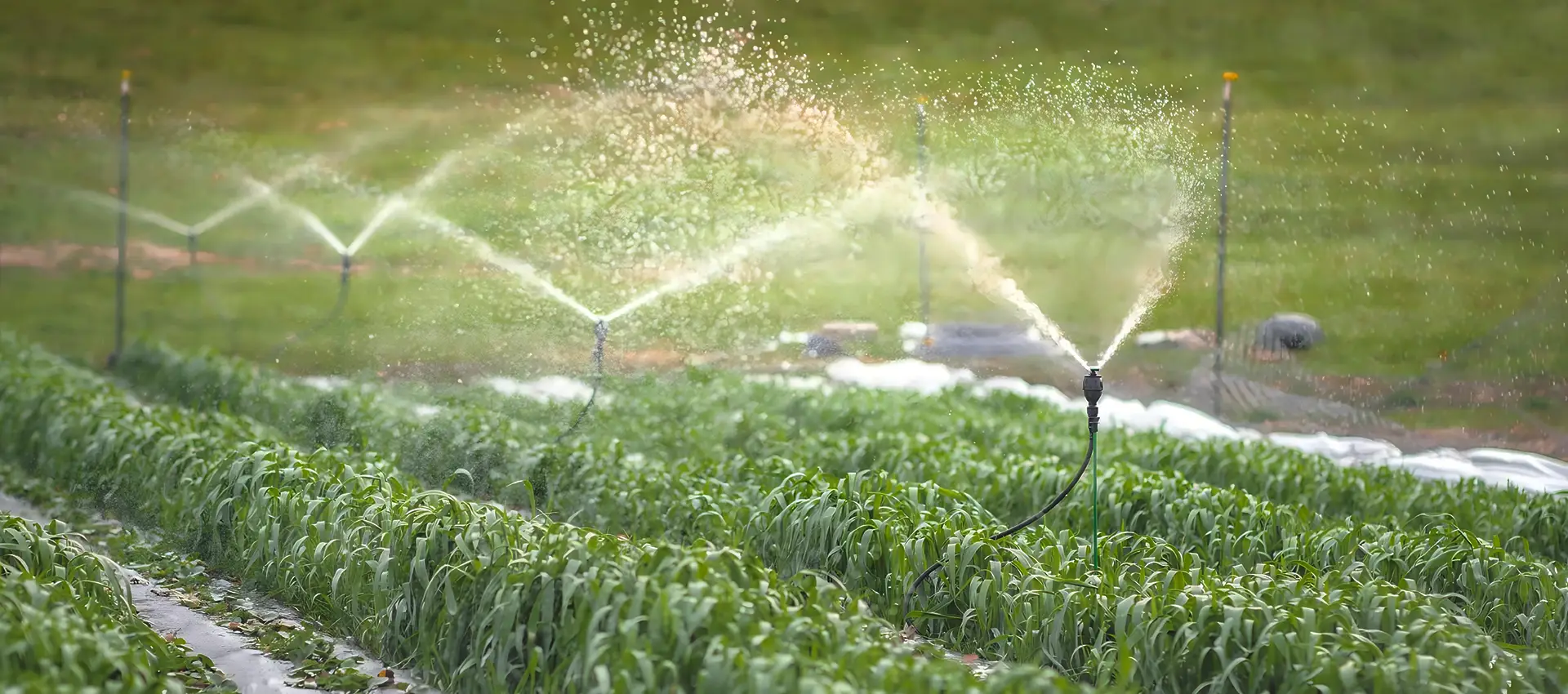 Many sprinklers are irrigating the farmland.