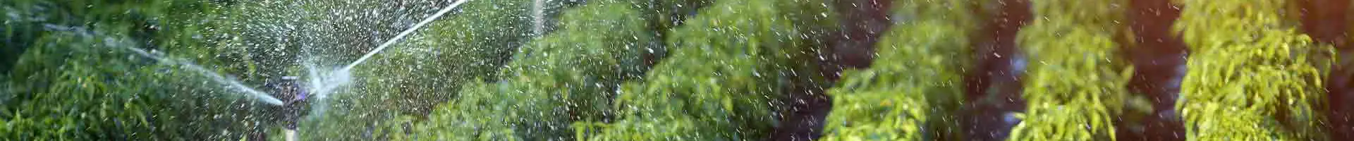 Many sprinklers are irrigating the farmland.