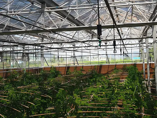 Many hanging down square rotating micro sprinklers are installed in the greenhouse.