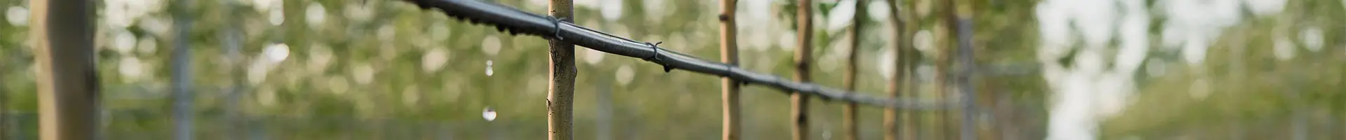 Fita gotejante está regando uma fileira de mudas.