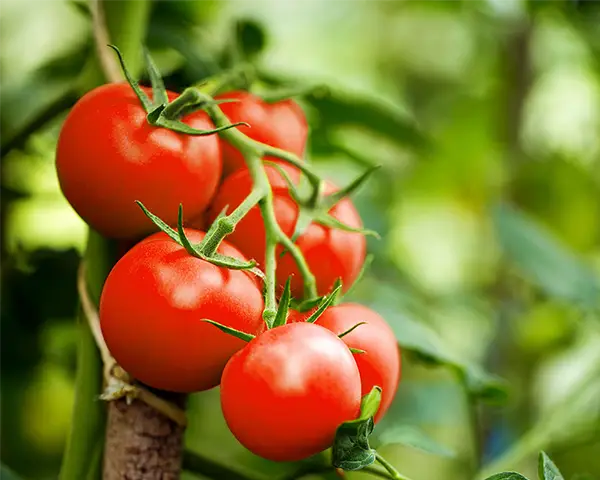 Anim na tomatos