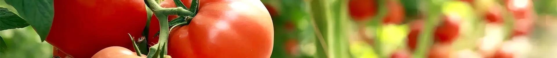 Maraming kamatis ang nakatanim sa lupa.