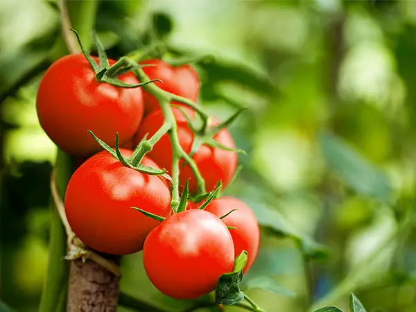 Six tomatoes