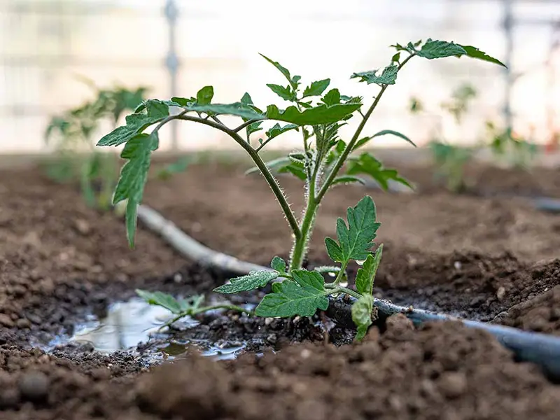 A drip irrigation pipe is watering tomato seedlings.