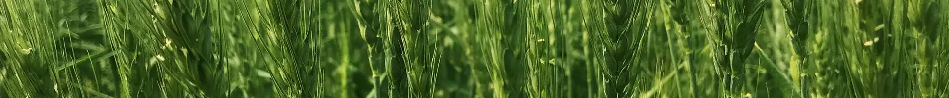 العديد من نباتات القمح تنمو في هذا المجال.