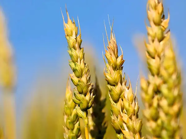 Một số thân cây lúa mì vàng