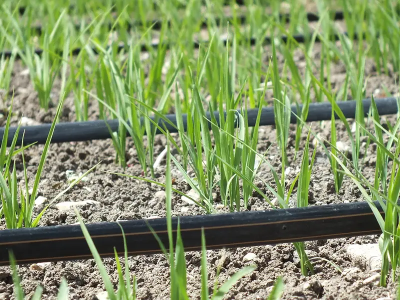 Many drip irrigation tubes are watering a wheat field.